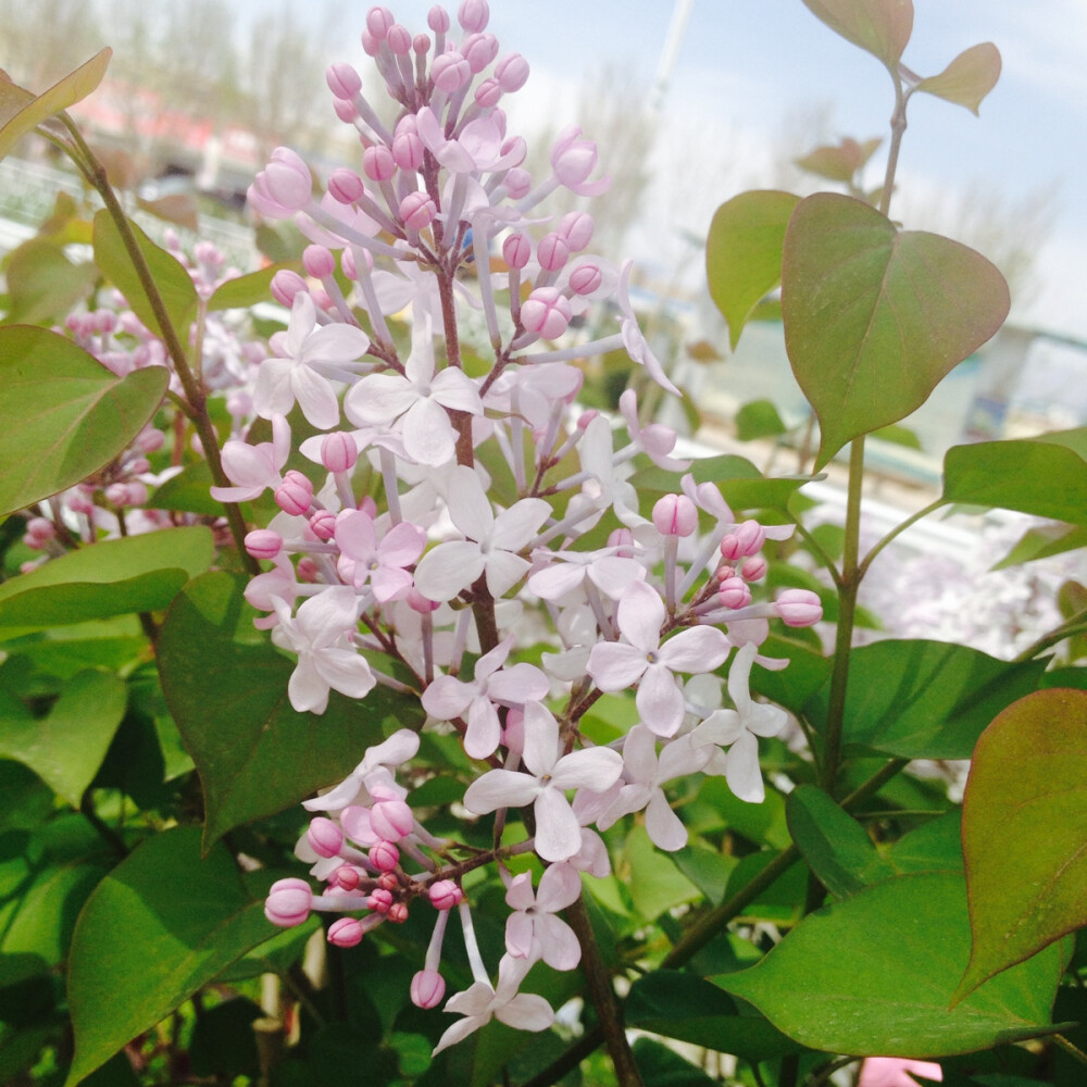 丁香花大型成人社区_ios2.0.628-第3张图片