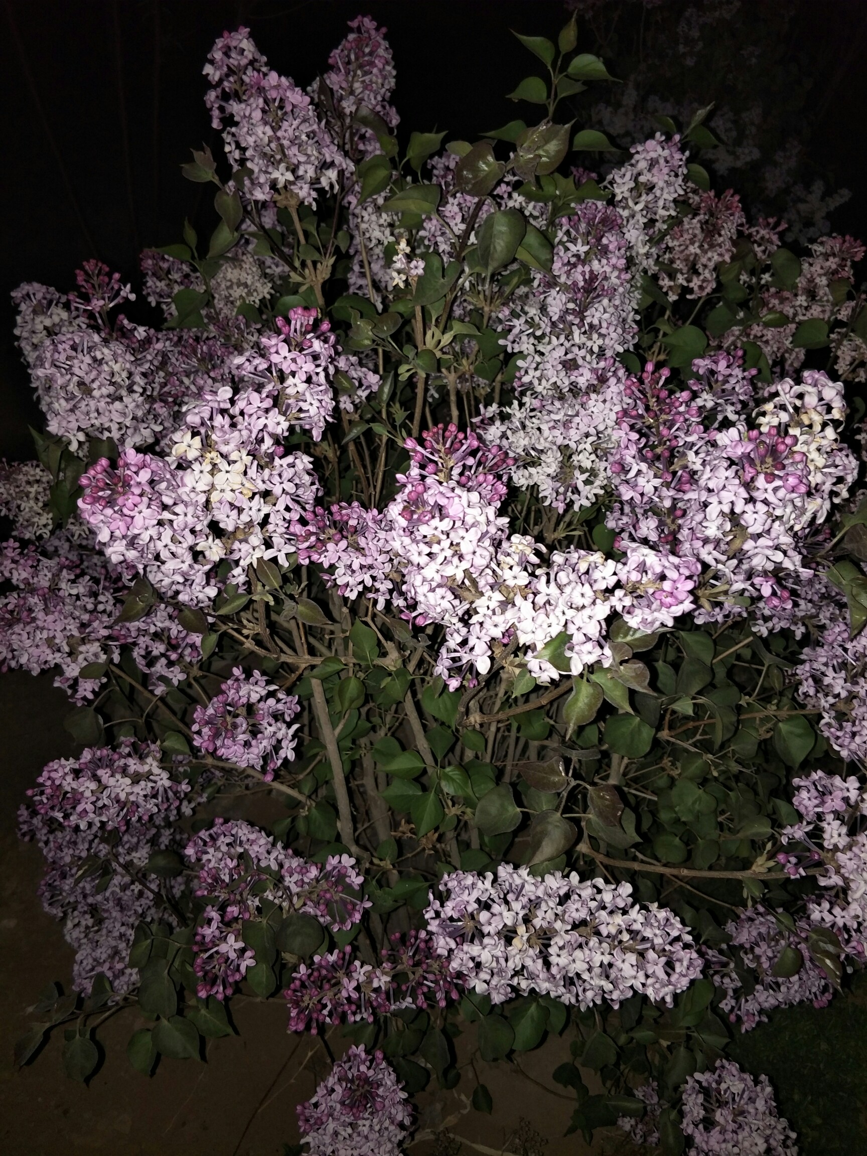 丁香花大型成人社区_ios2.0.628-第2张图片