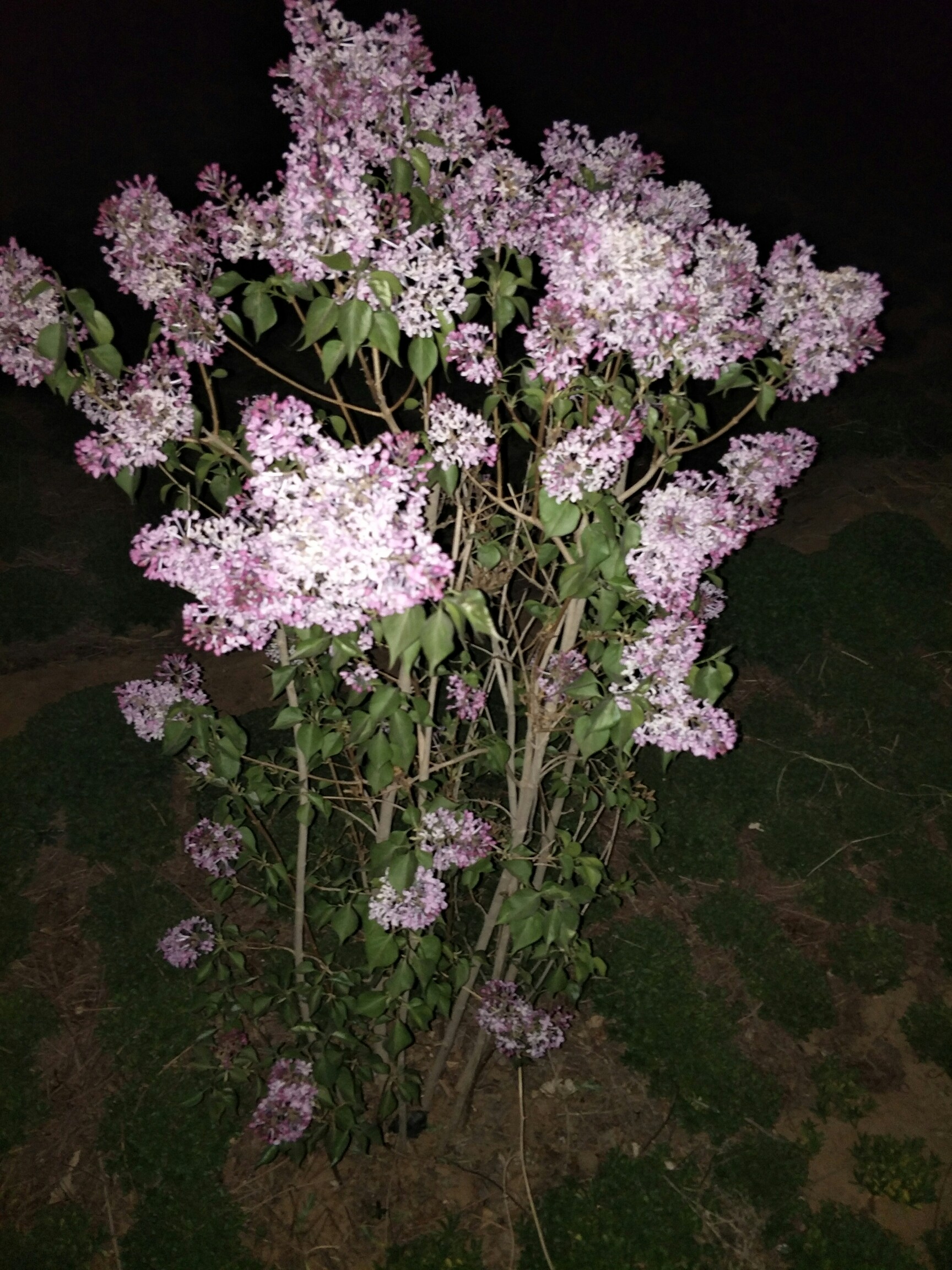 丁香花大型成人社区_ios2.0.628-第1张图片